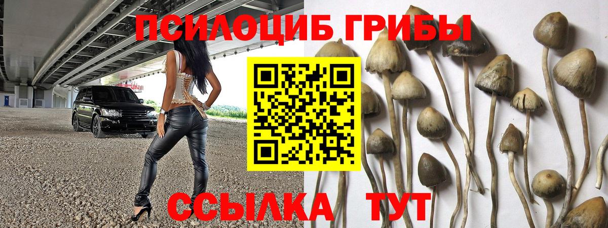 Галлюциногенные грибы Psilocybine cubensis Будённовск