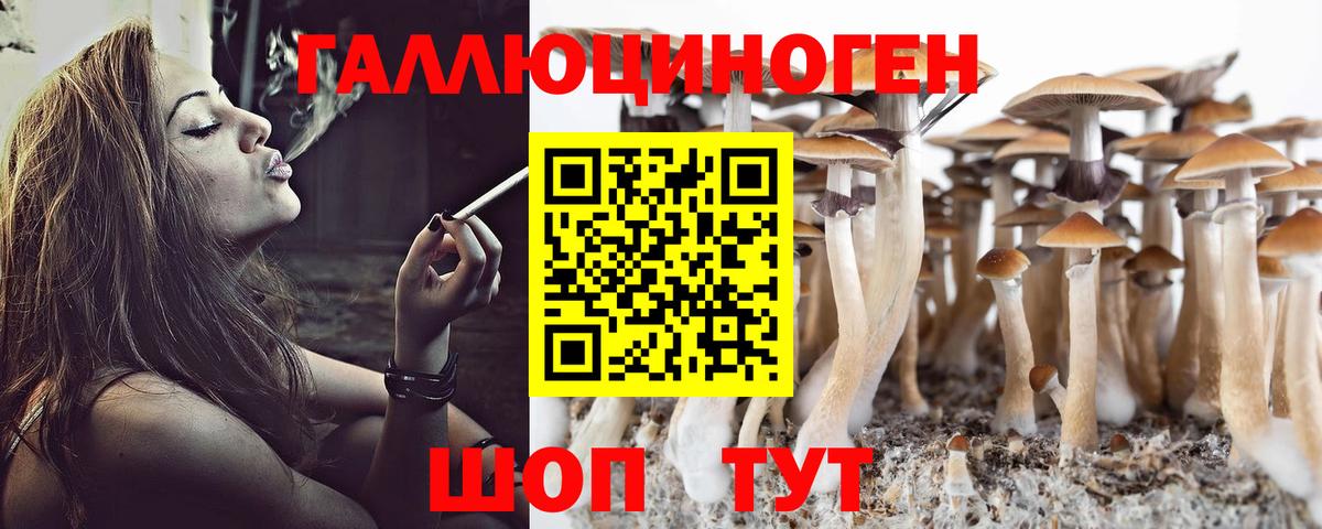 где купить наркоту  Вход с VPN  Будённовск  Псилоцибиновые грибы Psilocybe 